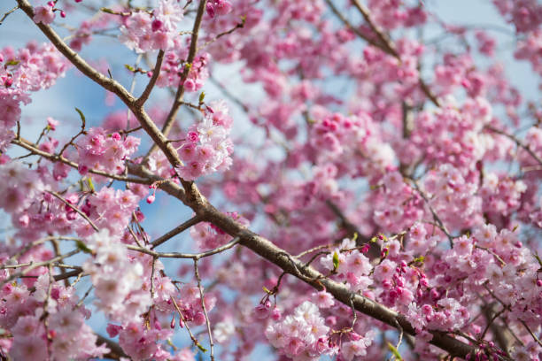 2026 벚꽃축제, cherryblossom