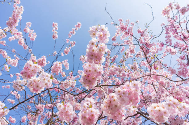 2026 벚꽃축제, cherryblossom