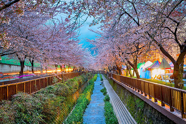 cherryblossom in busan