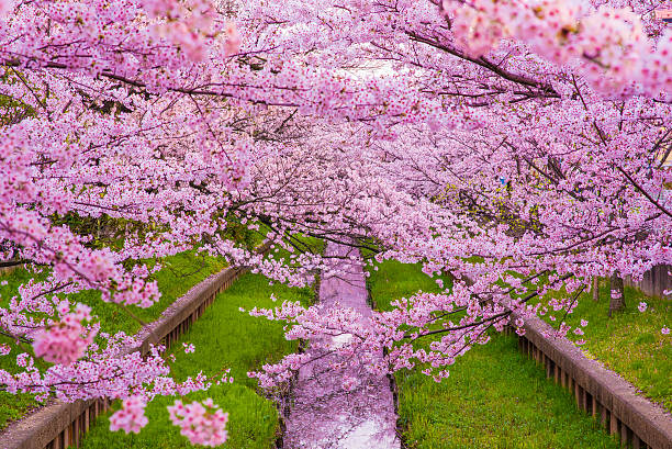 cherryblossom